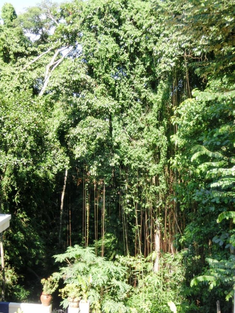 Latugu Homestay Ubud Δωμάτιο φωτογραφία