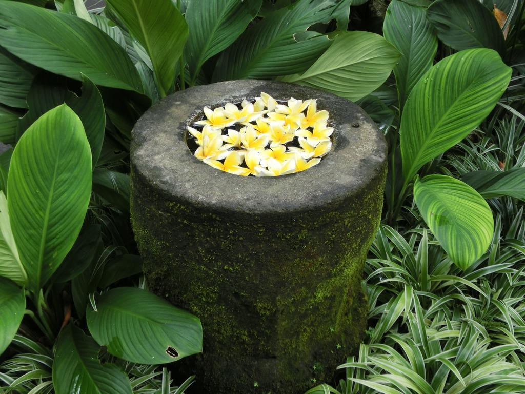 Latugu Homestay Ubud Εξωτερικό φωτογραφία
