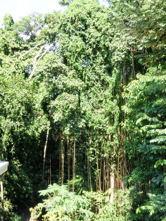 Latugu Homestay Ubud Εξωτερικό φωτογραφία